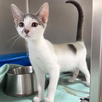 A baby small-sized female Domestic Short Hair cat named Gin Rummy for adoption in Wappingers Falls, NY