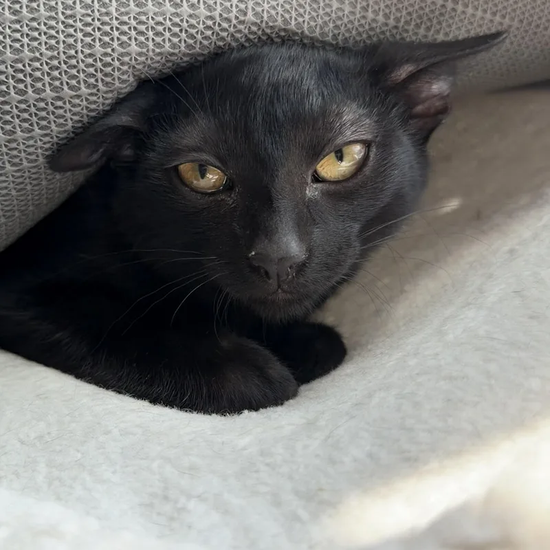 A baby medium-sized male Black Domestic Short Hair cat named Derrick for adoption in Johnsburg, IL