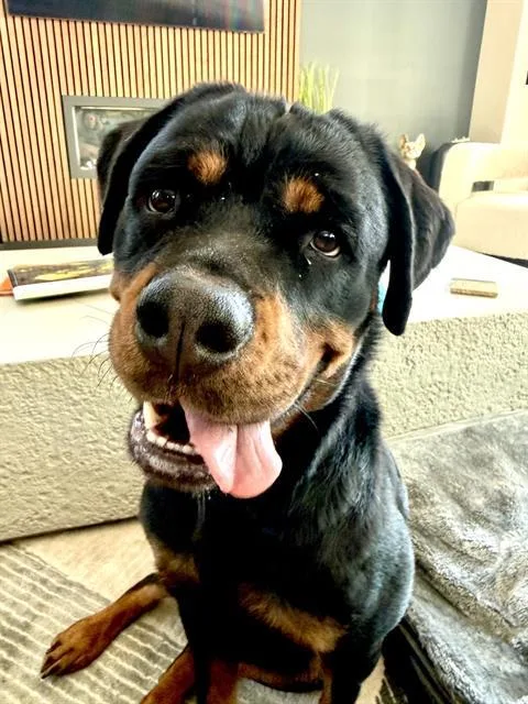A young medium-sized female Rottweiler dog named Pineapple for adoption in Charlotte, NC