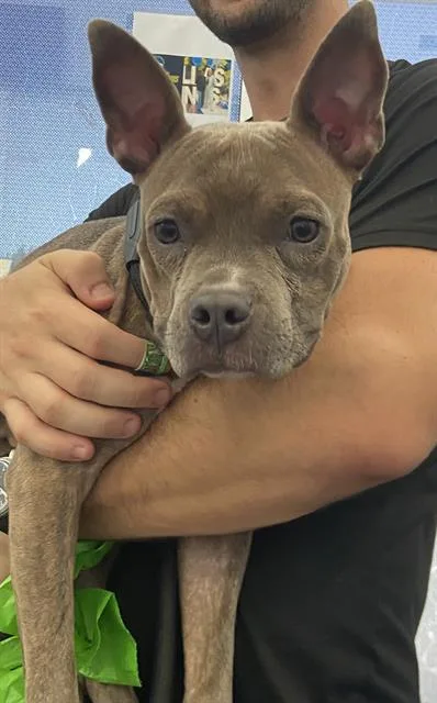 An adult medium-sized female Mixed Breed dog named Minnie for adoption in Dallas, TX