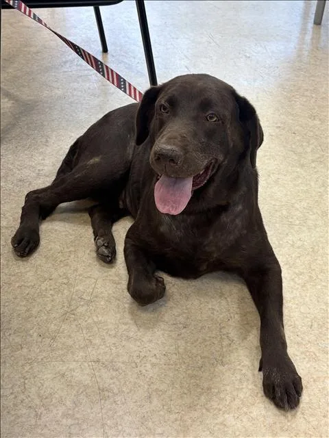 An adult large-sized female Labrador Retriever dog named Estella for adoption in San Pedro, CA