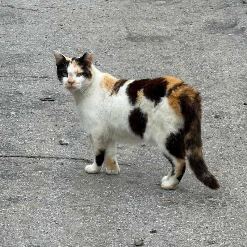 An adult small-sized female Calico Domestic Short Hair cat named Millionaire for adoption in Granville, OH