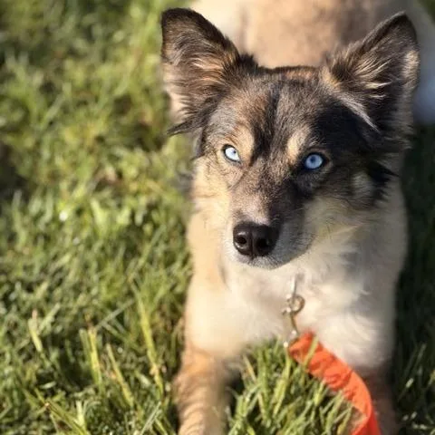 Marti