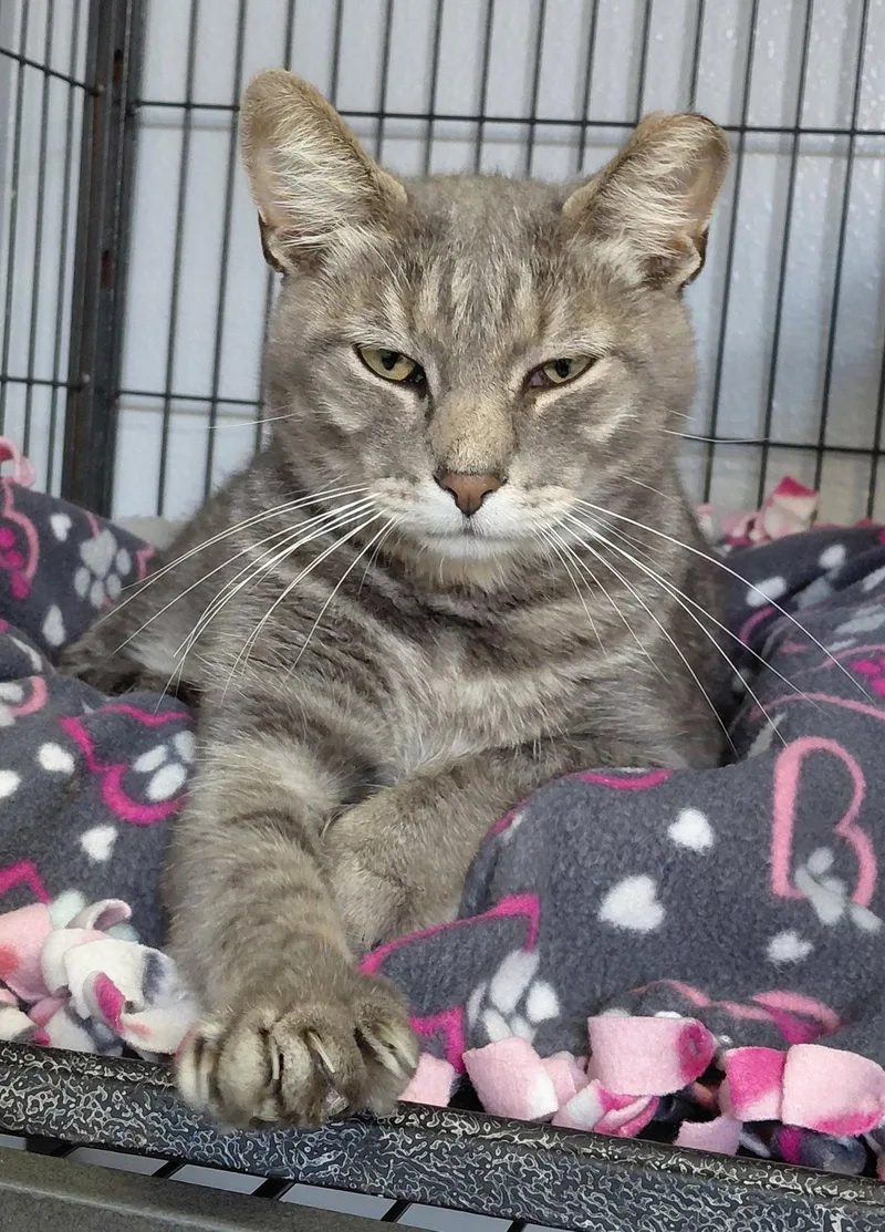 An adult medium-sized female Domestic Short Hair cat named Millie for adoption in Montello, WI
