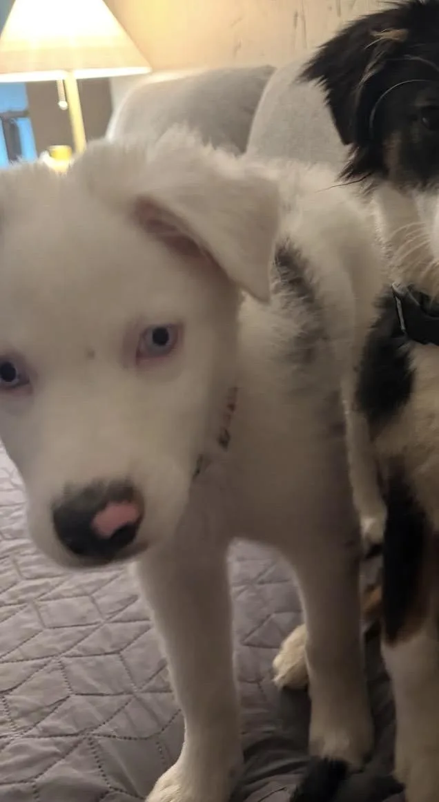 A baby small-sized male Australian Shepherd dog named Hutch for adoption in Arlington, TX