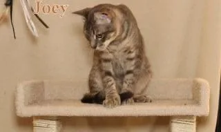 Joey  Polydactyl! thumbnail 2