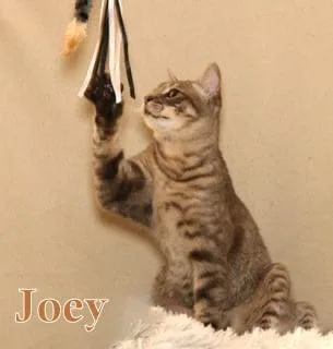 Joey  Polydactyl! thumbnail 3