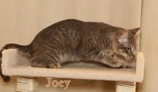 Joey  Polydactyl! thumbnail 4
