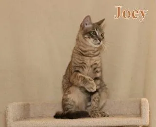 Joey  Polydactyl! thumbnail 5