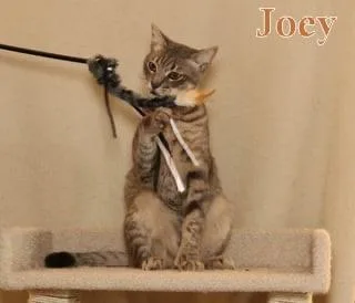 Joey  Polydactyl! thumbnail 6