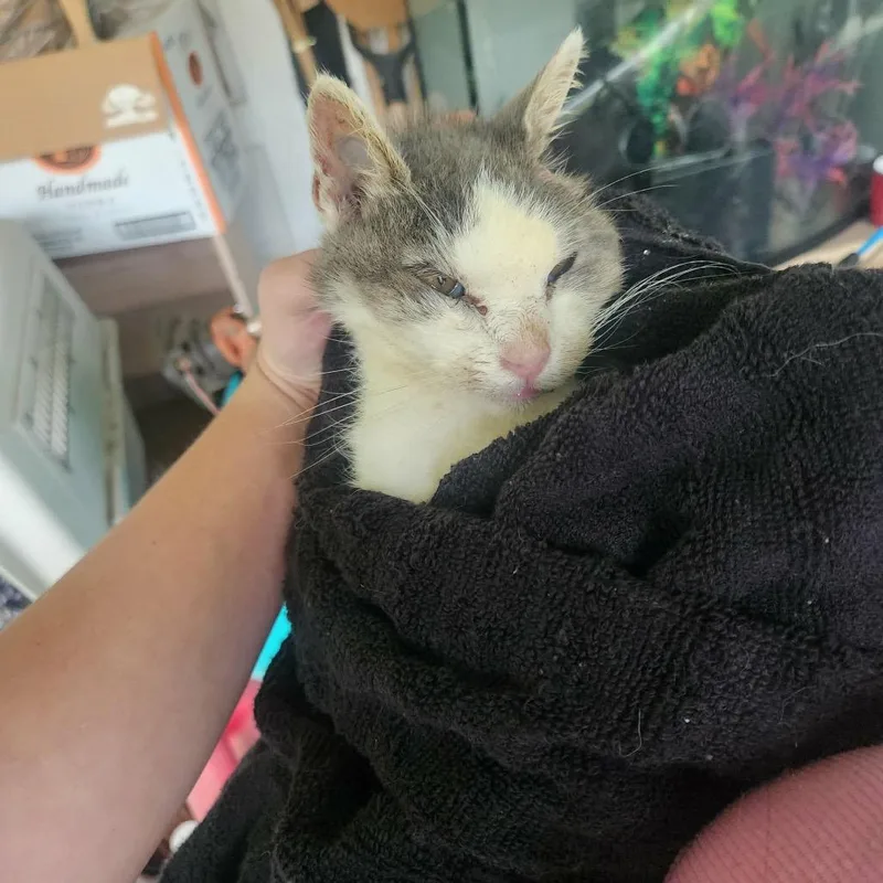 An adult small-sized female Gray / Blue / Silver Domestic Short Hair cat named FOUND Possum for adoption in Rochester, MN