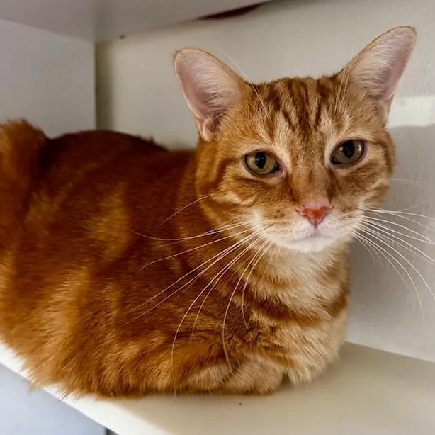 Peanut Butter thumbnail 2