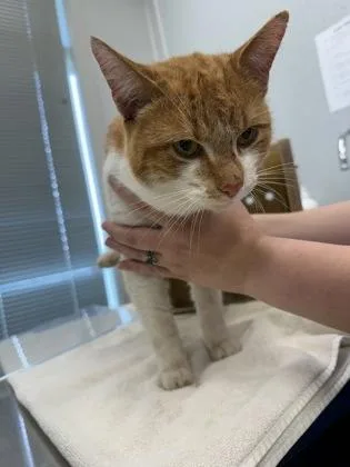 An adult large-sized male Domestic Short Hair cat named Cheddar Biscuit for adoption in Lafayette, IN