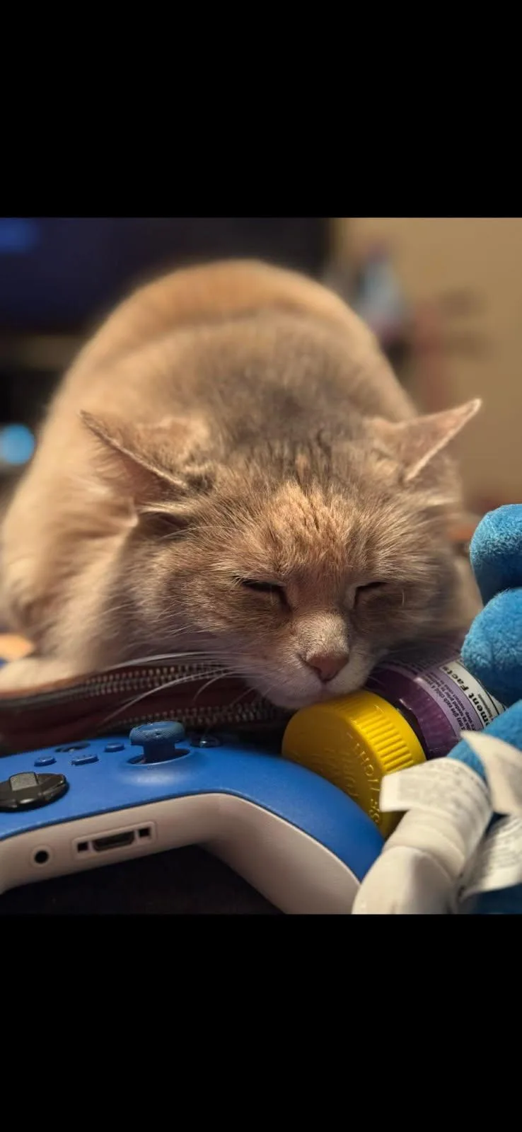 Butterscotch thumbnail 2