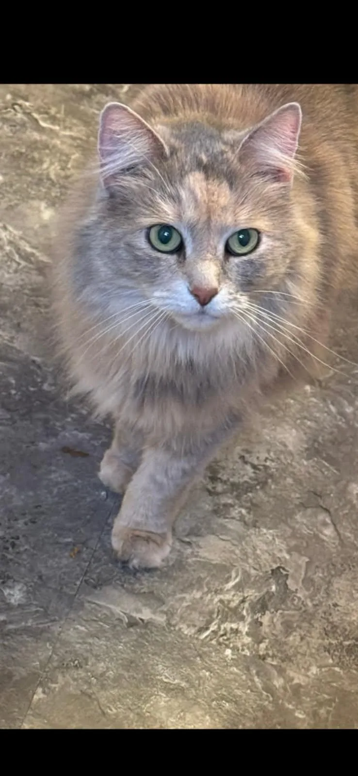 Butterscotch thumbnail 3