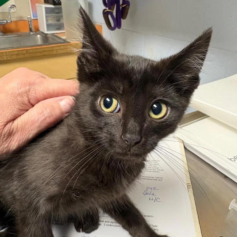 A baby small-sized male Black Domestic Short Hair cat named Fernando for adoption in DeKalb, IL