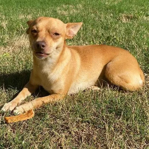 Marshmellow thumbnail 2