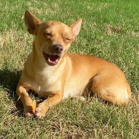 Marshmellow thumbnail 3