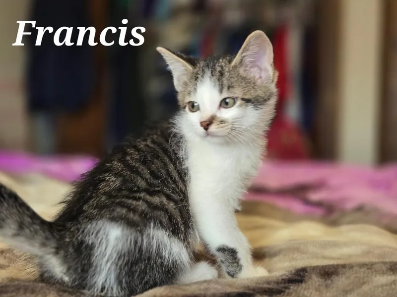 A baby medium-sized male Tabby (Gray / Blue / Silver) Domestic Short Hair cat named Francis for adoption in La Crescent, MN