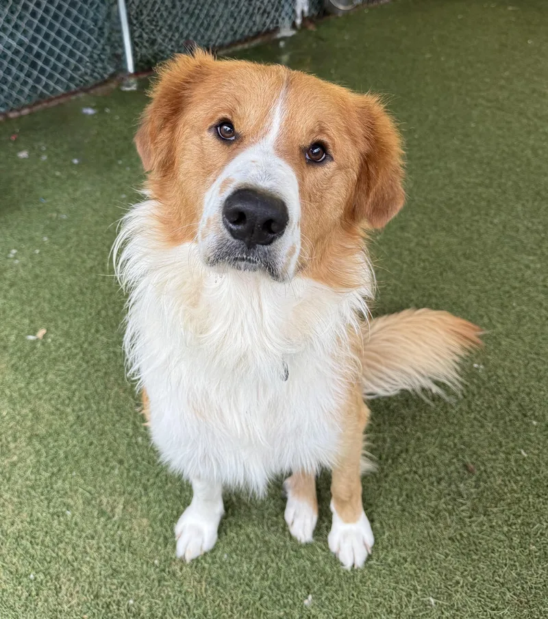 An adult large-sized male Mixed Breed dog named Red for adoption in Sudbury, MA