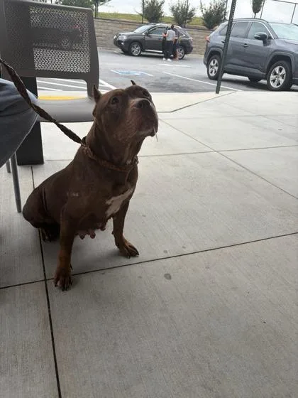 An adult large-sized female Mixed Breed dog named Dream for adoption in Atlanta, GA