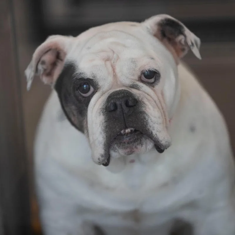 A senior medium-sized female White / Cream English Bulldog dog named Snow for adoption in Peyton, CO