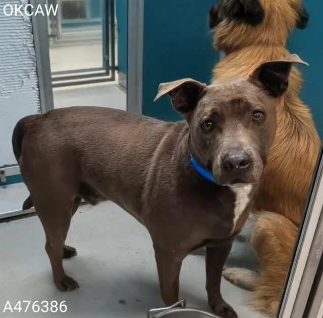 An adult medium-sized male Pit Bull Terrier dog named A for adoption in Oklahoma City, OK