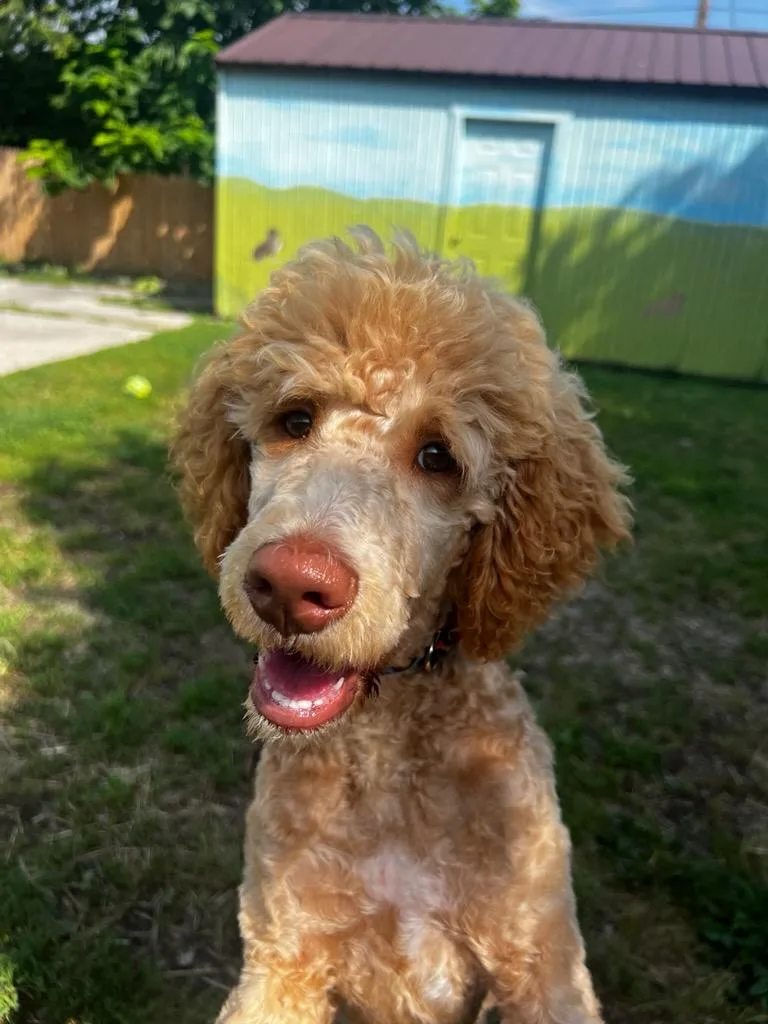 Dolly thumbnail 3