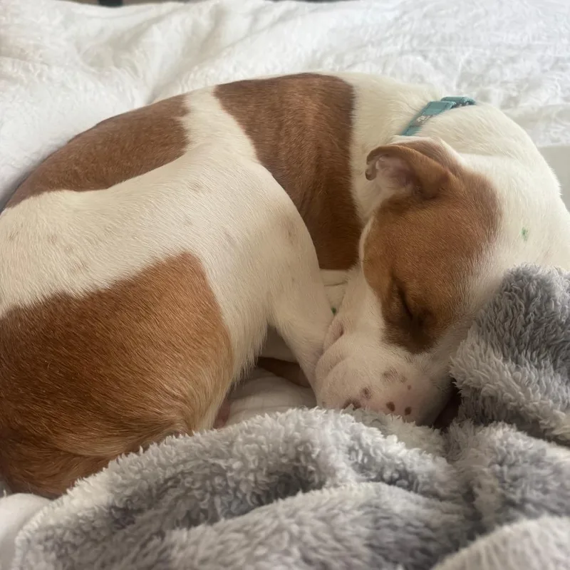 An adult medium-sized male White / Cream Mixed Breed dog named Rocco for adoption in Harrisonburg, VA
