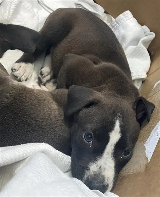 A baby large-sized male Mixed Breed dog named Sand for adoption in Dallas, TX