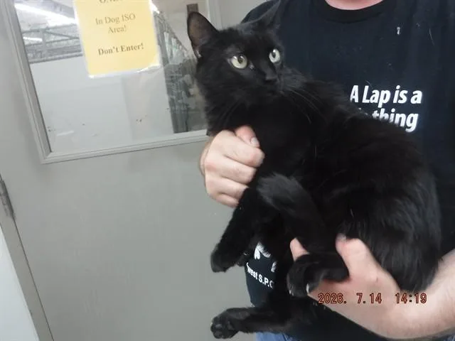 A senior small-sized female Domestic Short Hair cat named Lucy for adoption in Oroville, CA