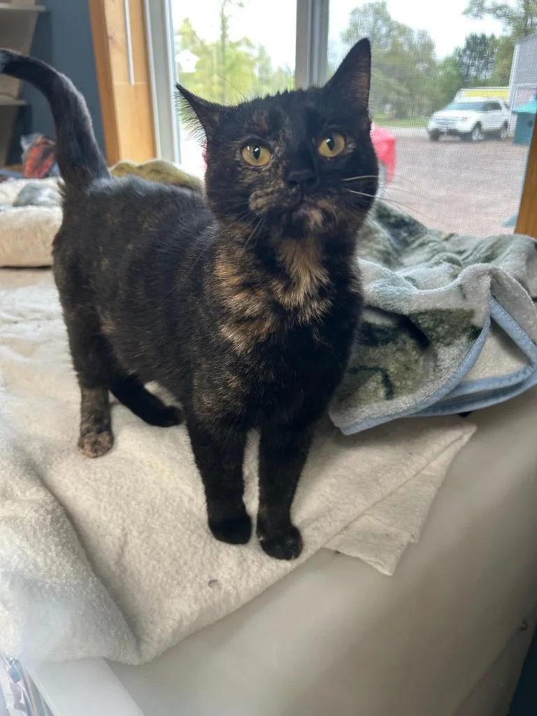 A young small-sized female Domestic Short Hair cat named Pita for adoption in Spooner, WI
