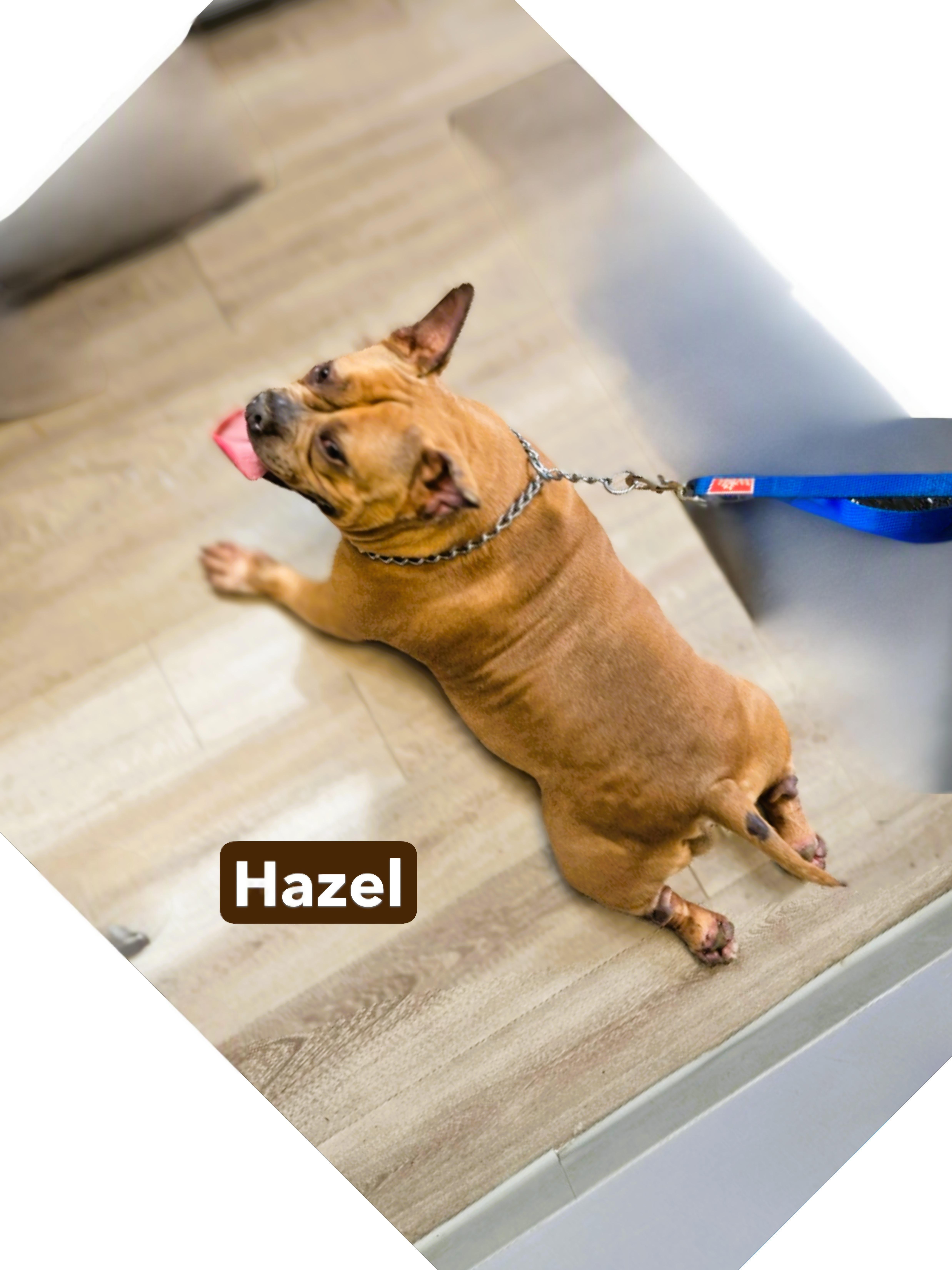 Hazel thumbnail 2