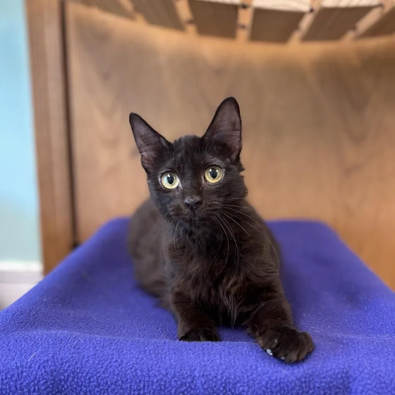 A young small-sized female Black Domestic Medium Hair cat named Nyra for adoption in Fargo, ND