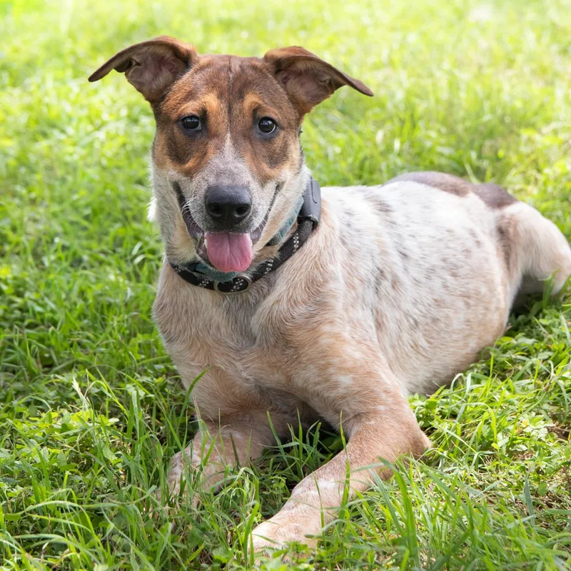 A young medium-sized male White / Cream Plott Hound dog named Cody for adoption in La Grange, TX