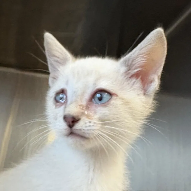 A baby small-sized female White Domestic Short Hair cat named JRock for adoption in Manhattan, KS