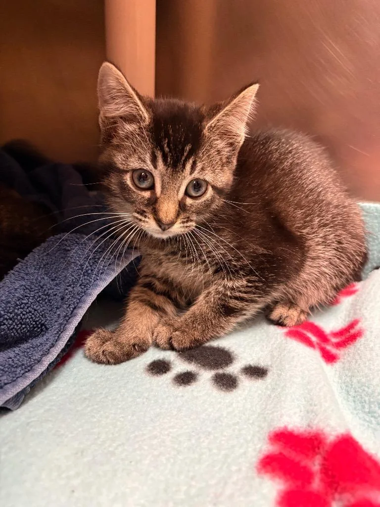 A baby large-sized female Domestic Short Hair cat named Bubbles for adoption in Detroit, MI