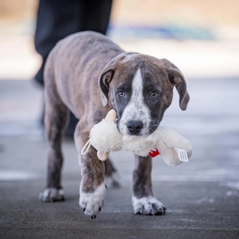 A baby large-sized male Pit Bull Terrier dog named Sprout for adoption in Twentynine Palms, CA