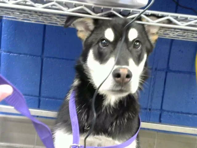 A young medium-sized male Akita dog named Koda for adoption in Albuquerque, NM