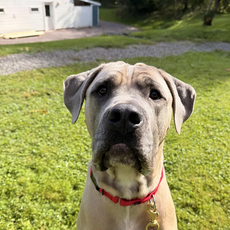 An adult large-sized male Mastiff dog named Higgins for adoption in Honesdale, PA