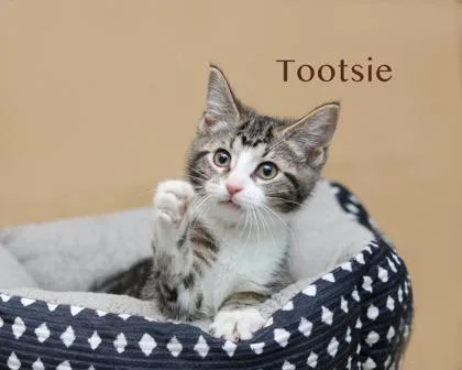 A baby small-sized female Domestic Medium Hair cat named Tootsie for adoption in Parma, OH