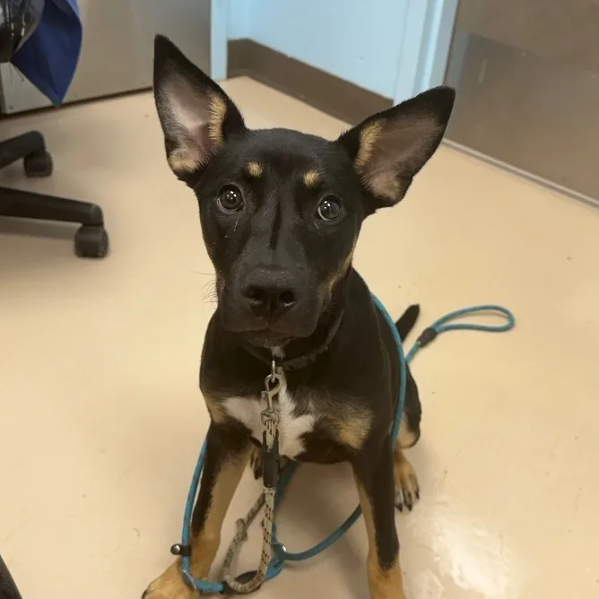 An adult medium-sized female Black Australian Kelpie dog named Topaz for adoption in Pine Bluff, AR
