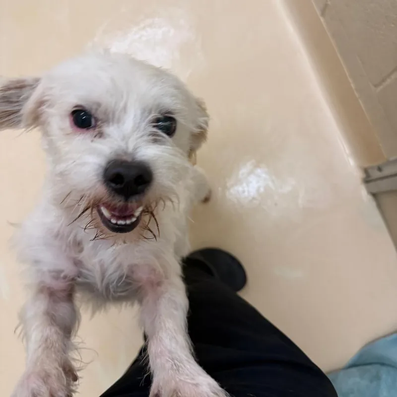 An adult small-sized male White / Cream Mixed Breed dog named Pancho for adoption in Winston Salem, NC