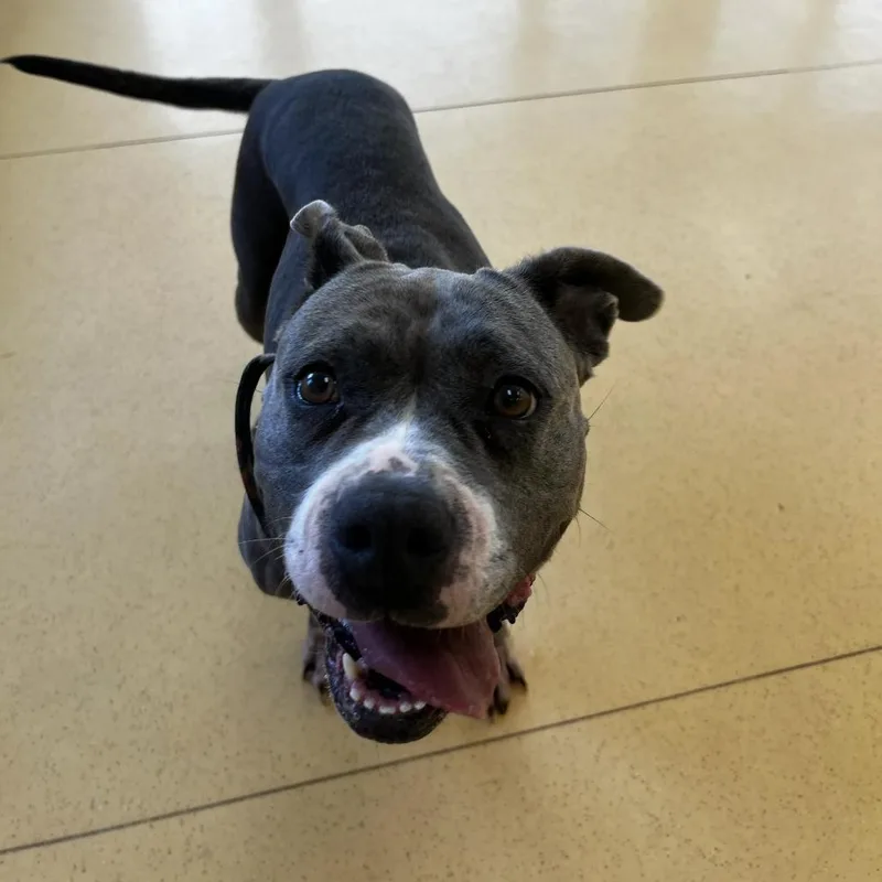 An adult large-sized female American Staffordshire Terrier dog named Kangaroo for adoption in Lynchburg, VA