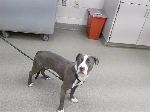 A young small-sized female Boxer dog named Matrix for adoption in Omaha, NE