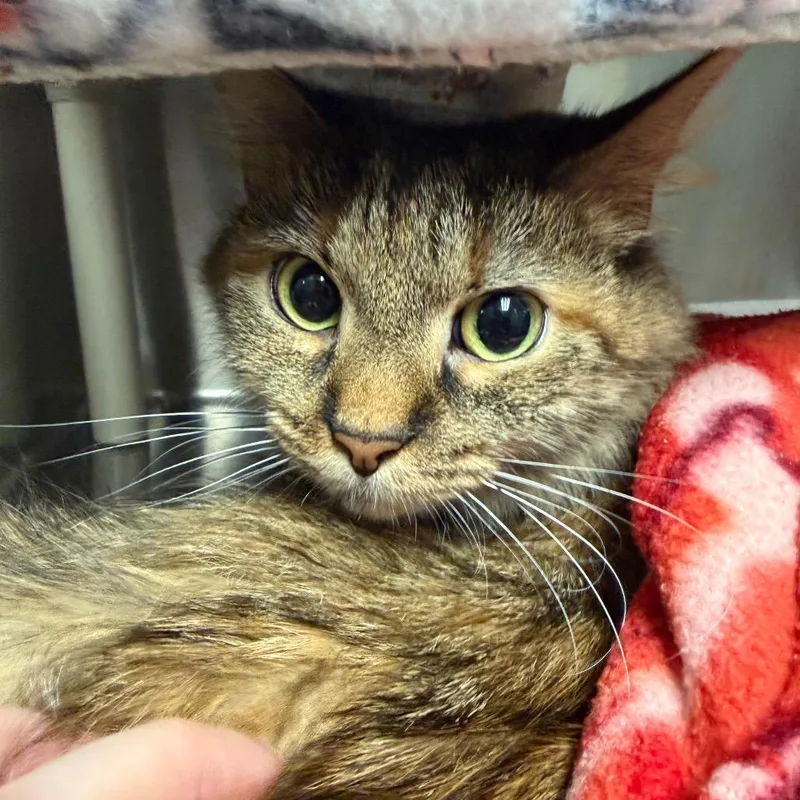 An adult medium-sized female Domestic Short Hair cat named Rosemary for adoption in Fredericksburg, VA