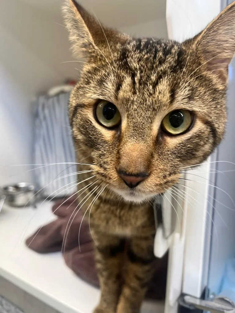 A young medium-sized male Tabby (Brown / Chocolate) Domestic Short Hair cat named Honey for adoption in Manassas, VA