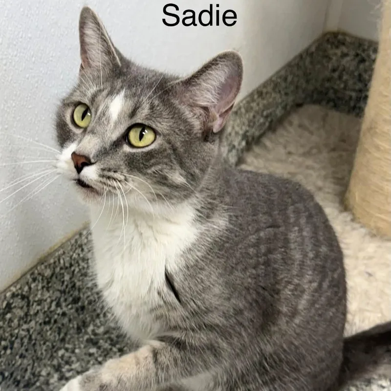 Sadie