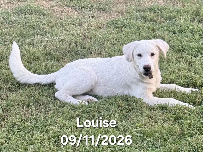 Louise thumbnail 3