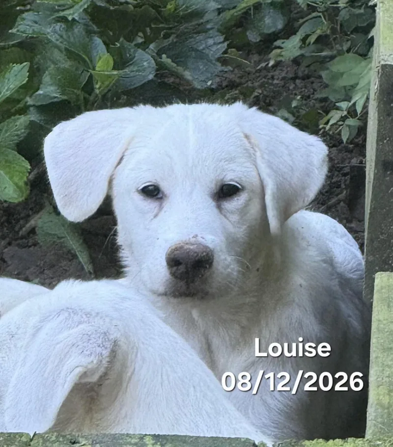 Louise thumbnail 6